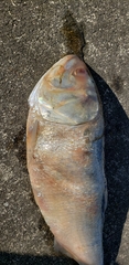 Alosa sapidissima