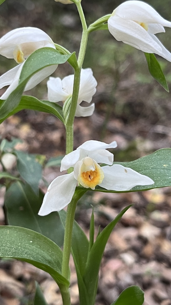 Cephalanthera caucasica