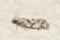 Nemapogon nevadella