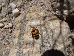 Euphoria fascifera