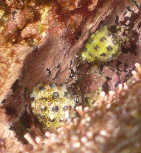 Drupa ricinus observed 2011-11-24