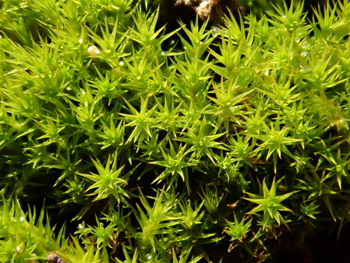 Image of Cheilothela chloropus by (c) Christian Berg, some rights reserved (CC BY)
