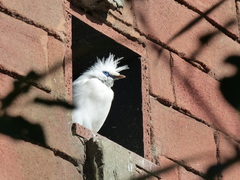 Leucopsar rothschildi