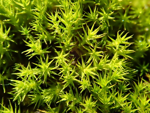 Image of Cheilothela chloropus by (c) Christian Berg, some rights reserved (CC BY)