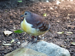 Gallicolumba rufigula