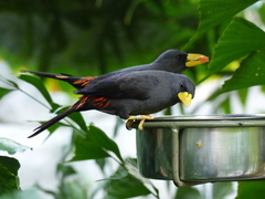 Scissirostrum dubium