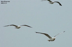 Larus argentatus mongolicus