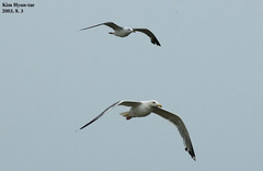 Larus argentatus mongolicus