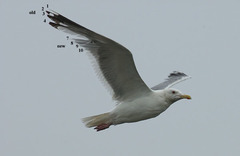 Larus argentatus mongolicus