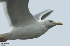 Larus argentatus mongolicus