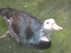 Asarcornis scutulata