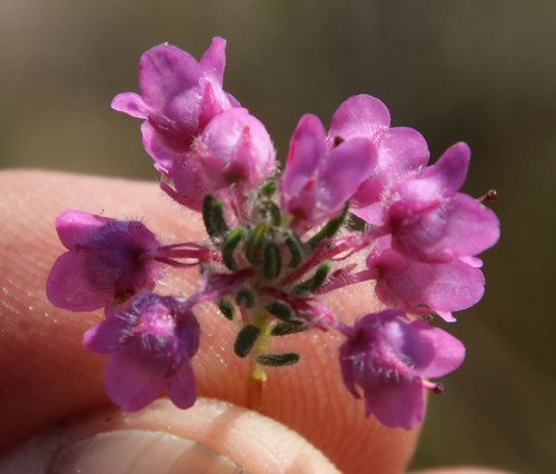 Image of Erica amoena by (c) Tony Rebelo, some rights reserved (CC BY-SA)