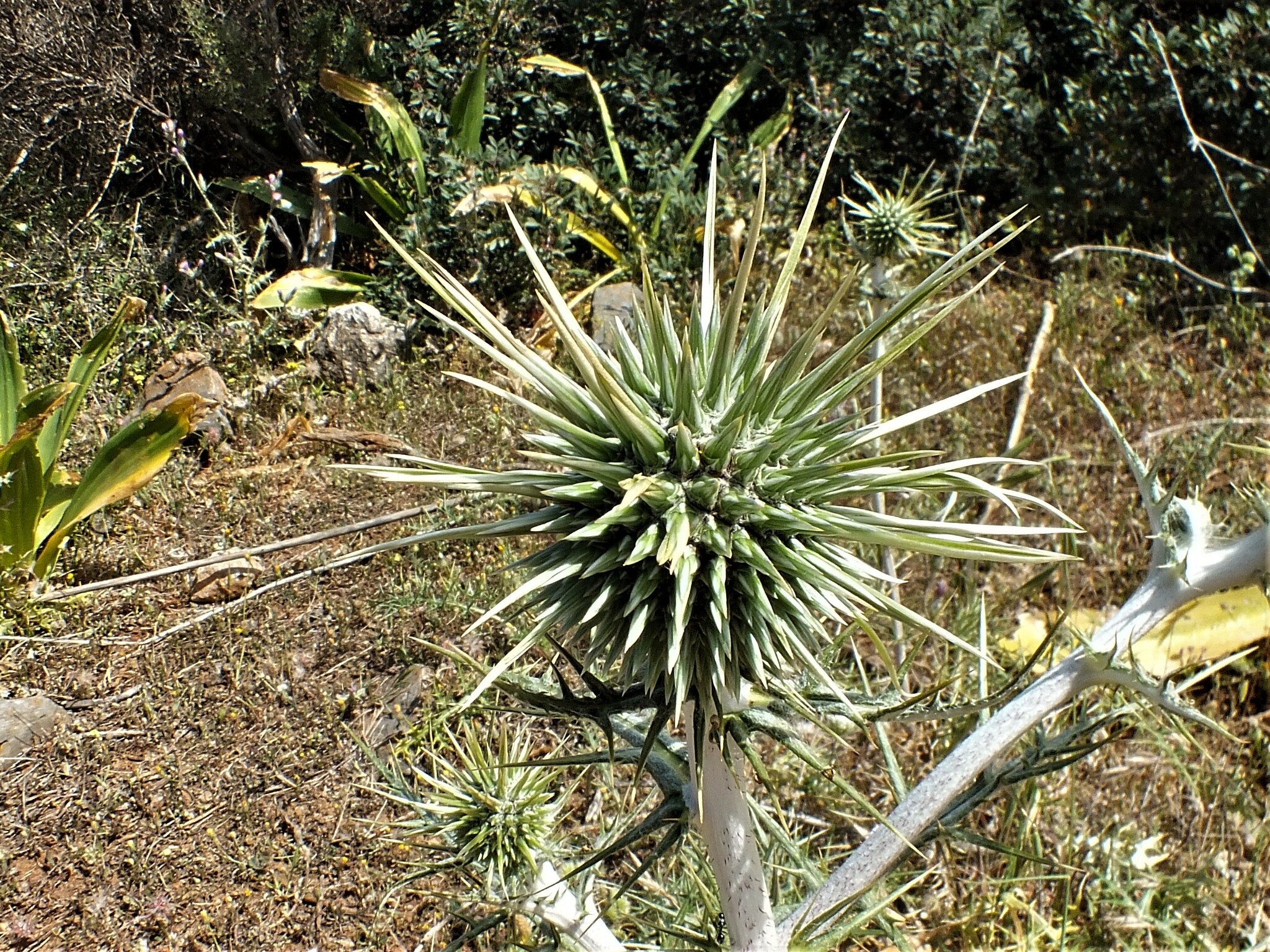 Echinops spinosissimus Turra