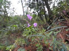 Desmodium psilophyllum
