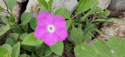 Image of Hunzikeria texana by (c) Liliana Ramírez-Freire, some rights reserved (CC BY)