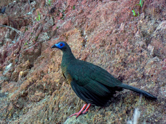 Chamaepetes goudotii