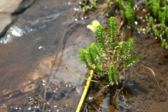Rotala welwitschii