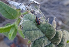 Microrhopala rubrolineata
