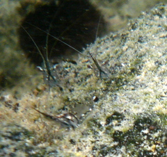 Palaemon debilis