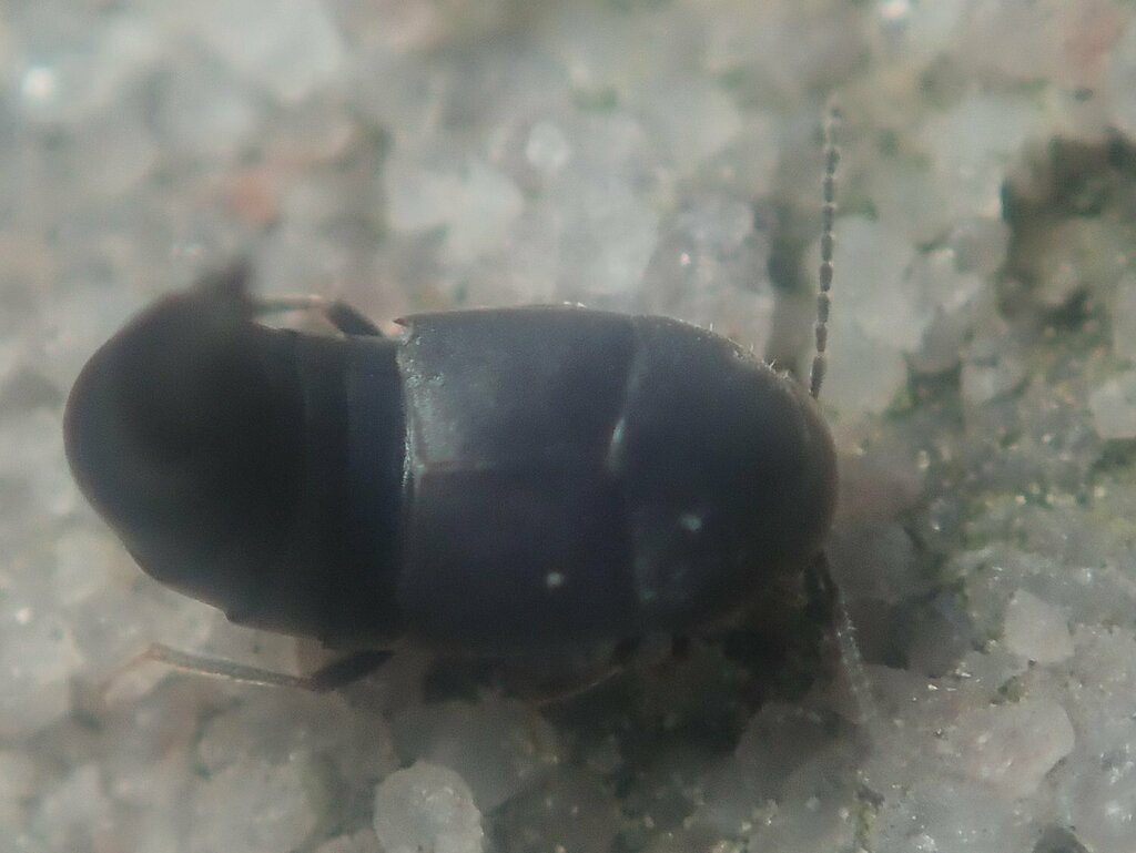 Deinopsis erosa