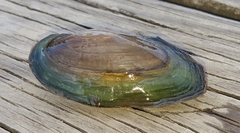 Utterbackiana implicata