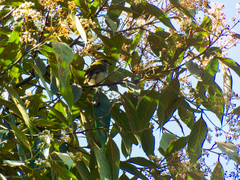 Cyclarhis nigrirostris