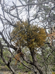 Phoradendron juniperinum