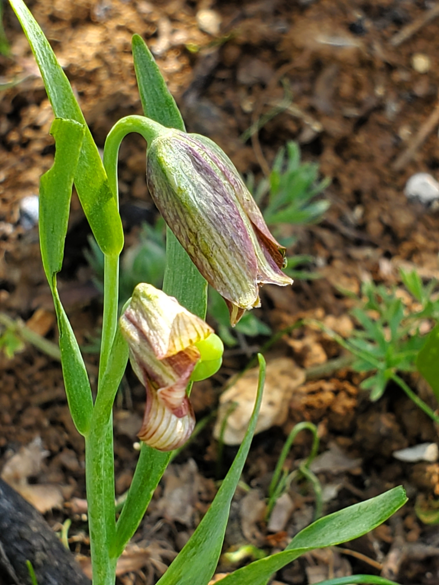 Fritillaria hermonis