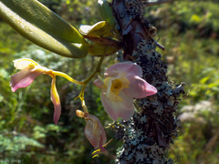 Rodriguezia granadensis