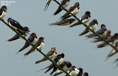 Hirundo rustica gutturalis