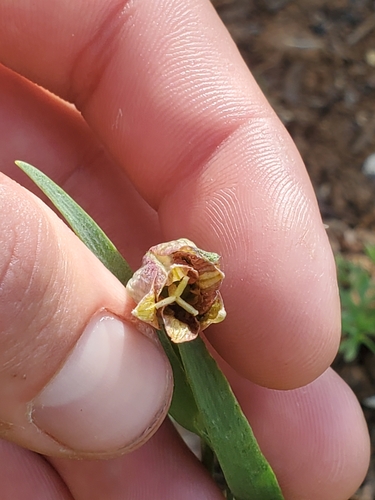 Fritillaria hermonis, photograph 2