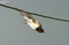 Hirundo rustica gutturalis