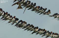 Hirundo rustica gutturalis
