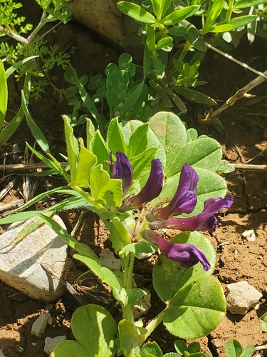Image of Vicia narbonensis by (c) Mitch Van Dyke, some rights reserved (CC BY)