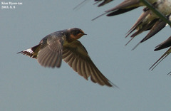 Hirundo rustica gutturalis