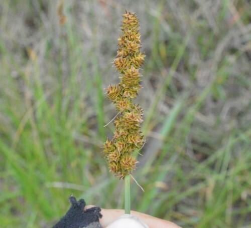 Image of Carex triangularis by (c) Dan Johnson, some rights reserved (CC BY)