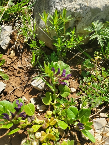 Image of Vicia narbonensis by (c) Mitch Van Dyke, some rights reserved (CC BY)