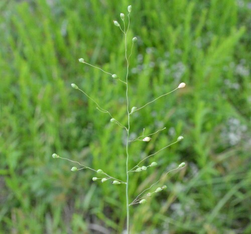 Dichanthelium scribnerianum, photograph 1