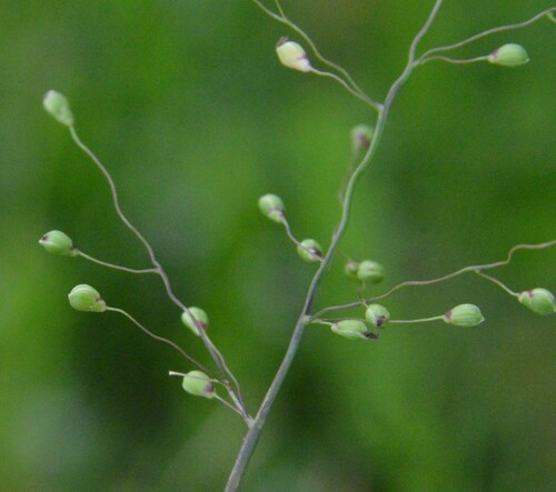 Dichanthelium scribnerianum, photograph 2