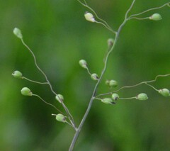 Dichanthelium scribnerianum, photograph Dan Johnson, CC BY, iNaturalist via GBIF