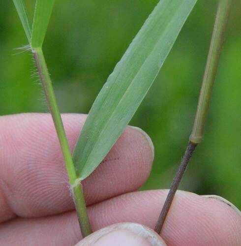 Dichanthelium scribnerianum, photograph 3