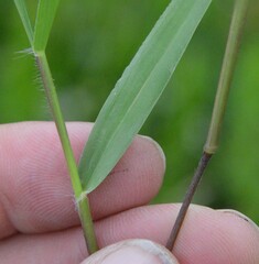 Dichanthelium scribnerianum, photograph Dan Johnson, CC BY, iNaturalist via GBIF