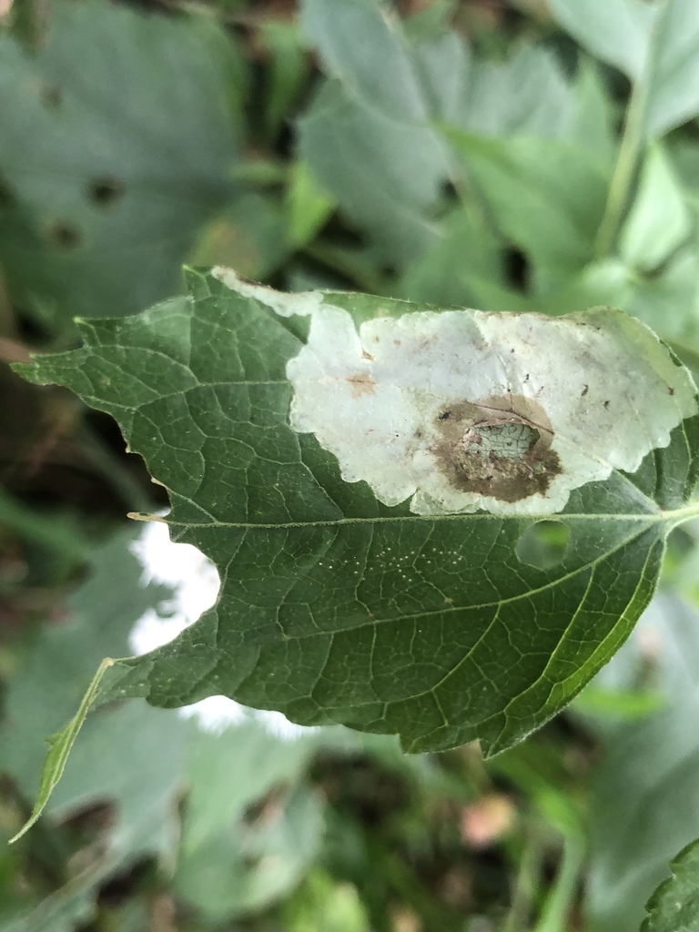 Calycomyza eupatoriphaga