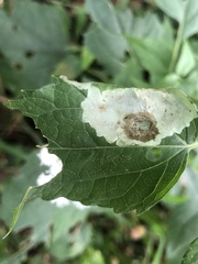 Calycomyza eupatoriphaga
