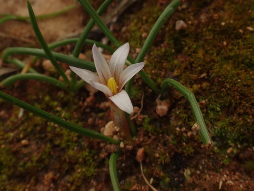 Romulea columnae