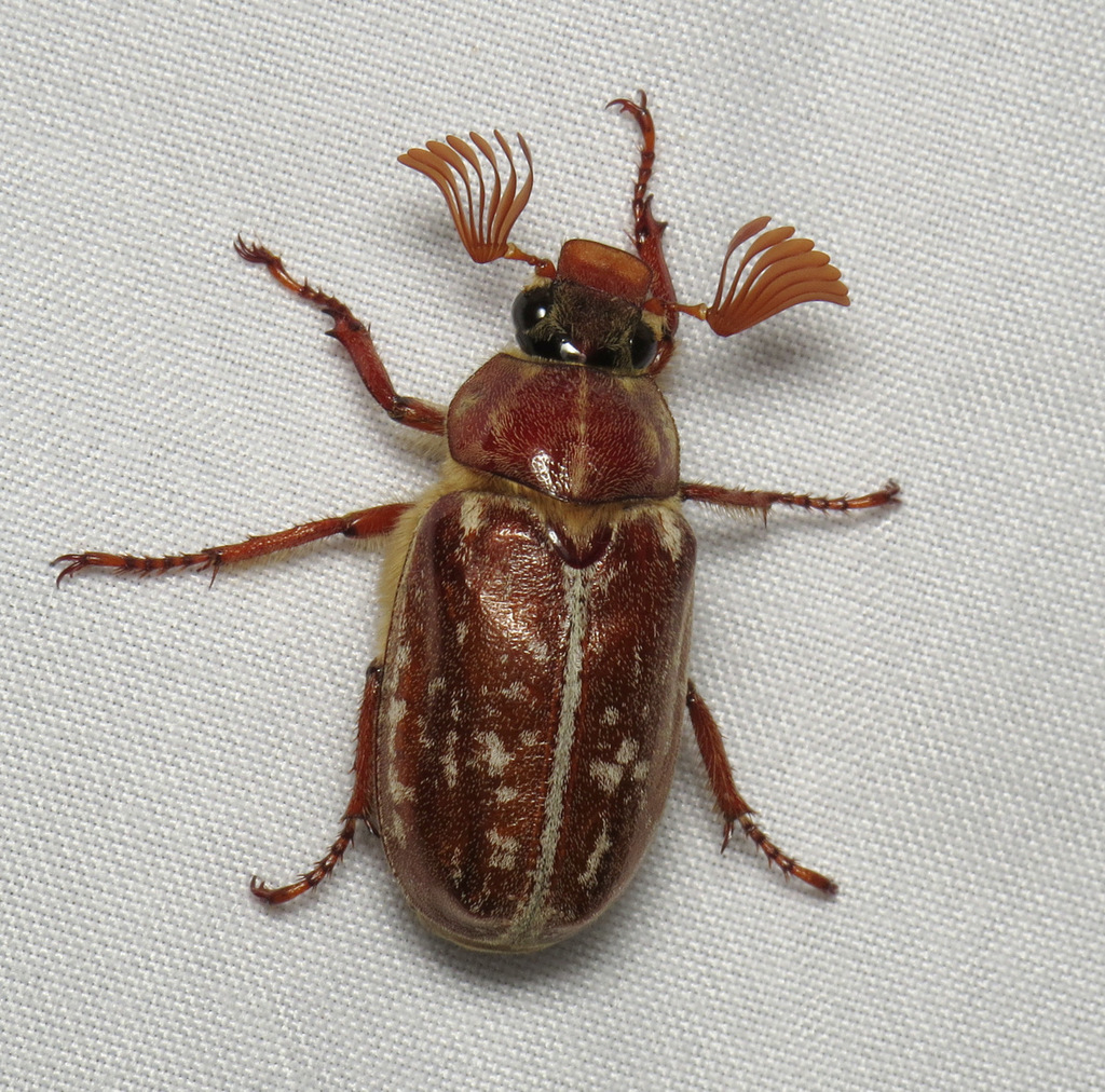 Variegated June Beetle