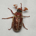 Variegated June Beetle - Photo (c) Nick Block, some rights reserved (CC BY), uploaded by Nick Block