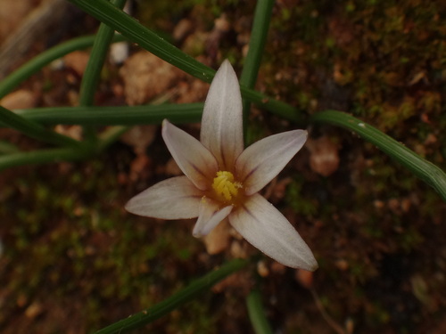 Romulea columnae