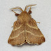 Eastern Tent Caterpillar Moth - Photo (c) Nick Block, some rights reserved (CC BY), uploaded by Nick Block