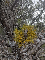 Phoradendron juniperinum